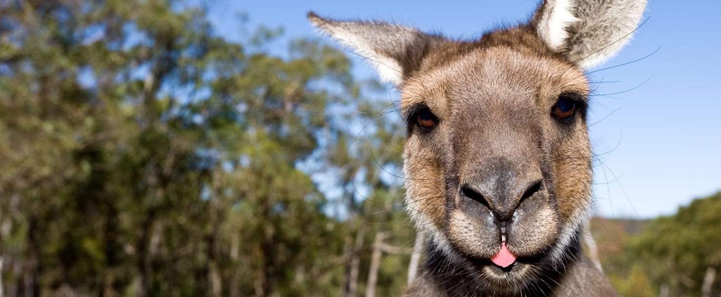 14 What is a Kangaroo? Smrt English